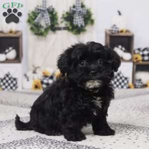 Bella, Havapoo Puppy